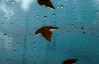 Illustration for article titled Shooting Challenge Fall Leaves Gallery 2